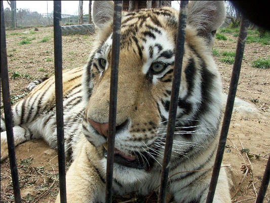 PICT9042 Tiger Carnivore Preservation Trust 