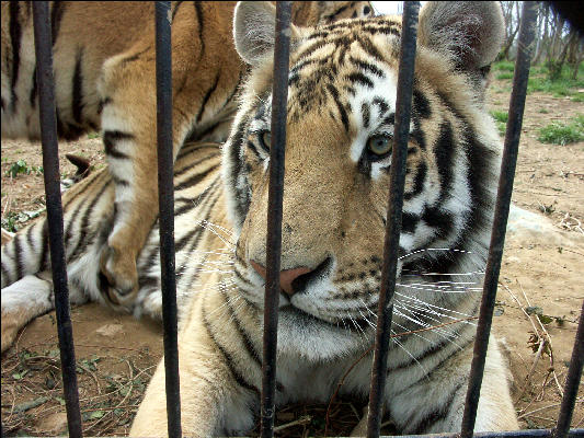 PICT9045 Tiger Carnivore Preservation Trust 