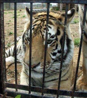 PICT9047 Tigers Carnivore Preservation Trust 