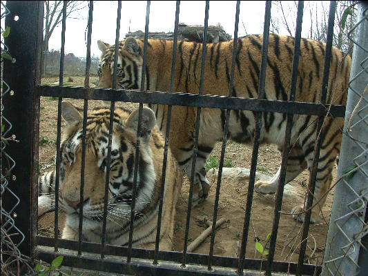 PICT9048 Tigers Carnivore Preservation Trust 