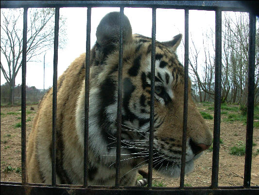 PICT9060 Tiger Carnivore Preservation Trust 