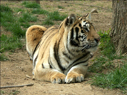 PICT9061 Tiger Carnivore Preservation Trust 