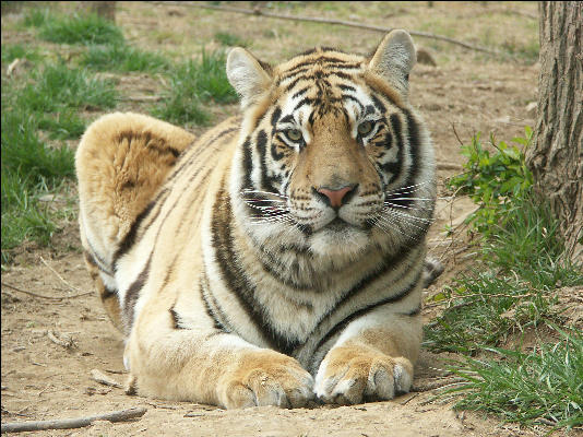 PICT9067 Tiger Carnivore Preservation Trust 
