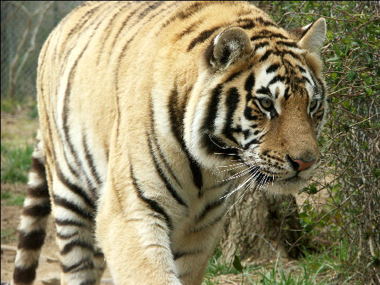 PICT9069 Tiger Carnivore Preservation Trust 