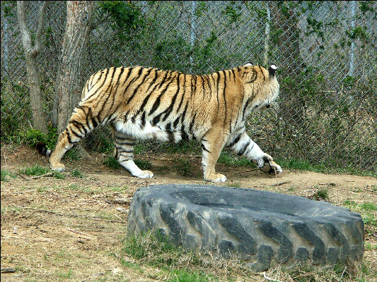 PICT9088 Tiger Carnivore Preservation Trust 