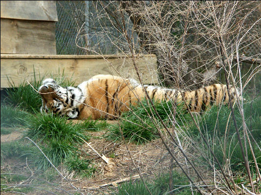 PICT9094 Tiger Carnivore Preservation Trust 