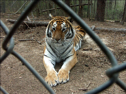 PICT9148 Tiger Carnivore Preservation Trust 