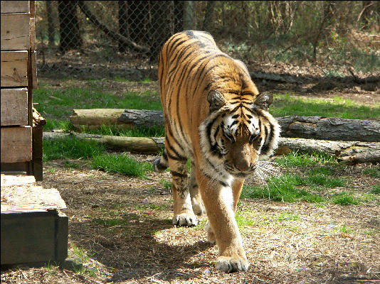 PICT9160 Tiger Carnivore Preservation Trust 