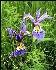 Flag Irises, AT, Massachusetts
