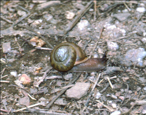 Snail on the Trail, GA, AT