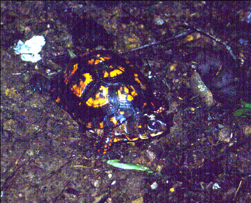 Turtle on the Trail