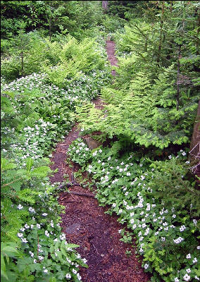 Lined with Flowers, AT, Maine