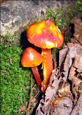 Mushrooms, AT, Maine