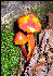 Mushrooms, AT, Maine