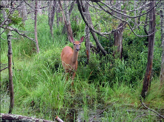 Deer, AT, Maine