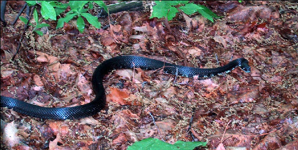 Snake, AT, Maryland