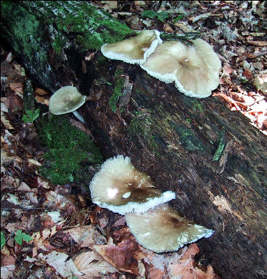 Mushroom on Trees, Long Trail, Vermont