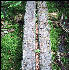 Log Tread, Long Trail, Vermont