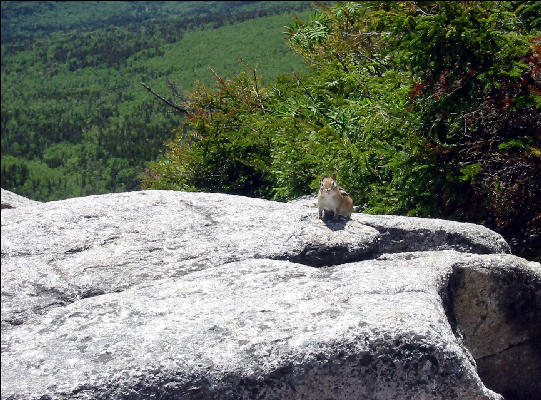 Chipmunk, White Mountains, AT, New Hampshire