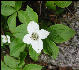 Bunchberry, White Mountains, AT, New Hampshire
