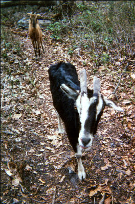 Goat about to attack