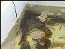 PICT5739 Lobsters Provincetown Cape Cod 