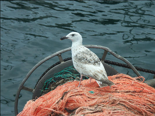 PICT5775 Seabird on Fishing Boat Provincetown Cape Cod 