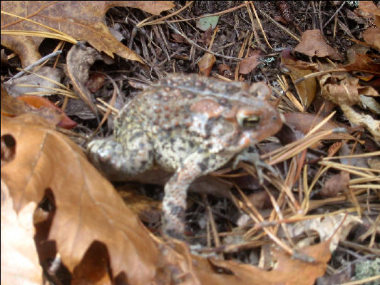 Frog, Douthat State Park