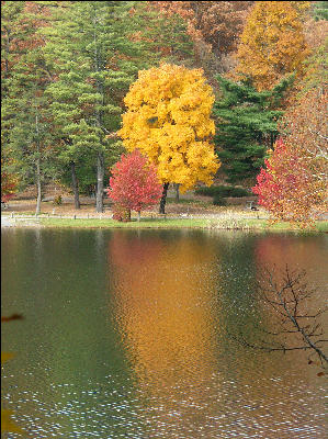 Tree on Lake, Douthat State Park