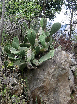 Cactus, Inca Trail