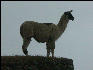 Llama on the Inca Trail