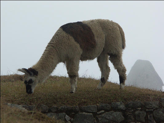 Llama on the Inca Trail