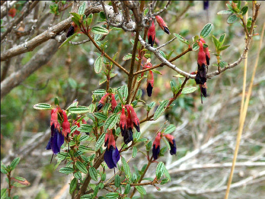 Flora on the Inca Trail