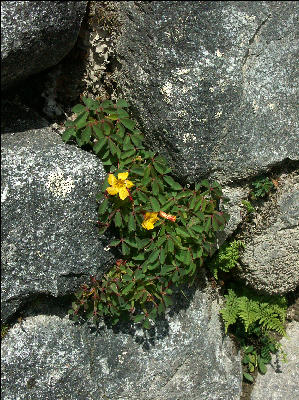 Flora Inca Trail