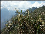 Flora Inca Trail