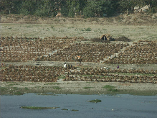 Pict4048 Taj Mahal Farming Across The Yamuna River Agra