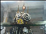 Pict0051 Nandi Close Up Bull Temple Bangalore