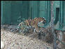 Pict0988 Tiger Zoo Mysore
