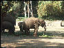 Pict1021 Asian Elephant In Zoo Mysore