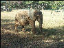 Pict1037 African Elephant In Zoo Mysore