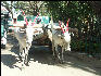 Pict1053 Cart In Zoo Mysore