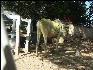 Pict1178 Yellow Cow Mysore