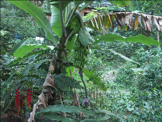 Pict6246 Banana Mavis Bank Blue Mountains Jamaica 