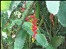 Pict6253 Banana Flower Mavis Bank Blue Mountains Jamaica 