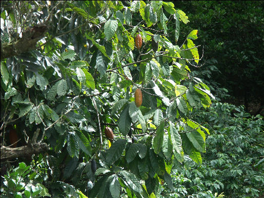 Pict6259 Cocoa Mavis Bank Blue Mountains Jamaica 