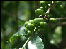 Pict6267 Coffee Closeup Mavis Bank Blue Mountains Jamaica 