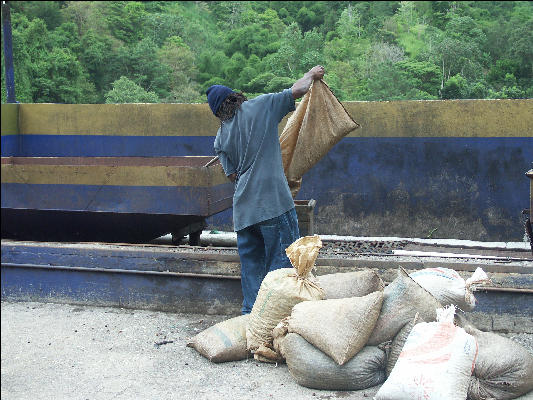 Pict6294 Coffee Unpacking Mavis Bank Blue Mountains Jamaica 