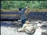 Pict6294 Coffee Unpacking Mavis Bank Blue Mountains Jamaica 
