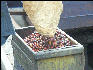 Pict6298 Coffee Cherry Berry Mavis Bank Blue Mountains Jamaica 