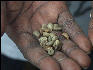 Pict6315 Coffee Rejects Closeup Mavis Bank Blue Mountains Jamaica 